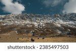Small photo of Wild nature with yaks and cows on the background of snowy mountains, steppe and blue sky. Wild yaks in the mountains. Animals on the background of snowy mountains.