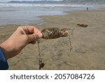 Small photo of A Shark Egg Case Mermaids Purse Empty After the Port Jackson or Dogfish Shark Hatched being held by a Hand