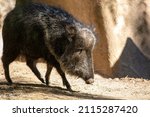A Peccary  Javelina  Or Skunk...