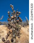 California Desert Yucca Plants...