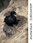 Black Cormorant Nesting On A...