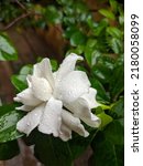 Small photo of Gardenia jasminoides, commonly known as gardenia, is an evergreen flowering plant in the coffee family Rubiaceae. It is native to parts of South-East Asia. Wild plants range from 30cm to 3m.