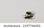 Fly Closeup. Bug Life. Pest...