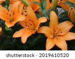 Close Up Of Orange Lilies