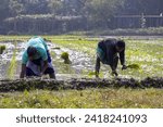 Small photo of Bangladeshi village farmers planting rice in watery paddy fields. Beautiful village scenery of Bangladesh.