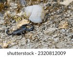Small photo of A beautiful specimen of the Italian scorpion (Euscorpius italicus). This 5 cm black scorpion examines an empty cochlea of ​​the vineyard snail. The sting is harmless but feels like a bee sting.