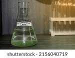 Small photo of chlorogenic acids in a flask. Aqueous reagent in a chemical flask. The concept of preparation for testing in the laboratory