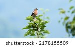 Small photo of Common chaffinch (Fringilla coelebs) is singing on a pear branch.It is a widespread small passerine bird in the finch family. The male is brightly coloured with a blue-grey cap and rust-red underpar