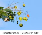 Seedpods of blue jakaranda (Jacaranda mimosifolia) is quite common tropical and subtropical tree
