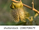 Small photo of A fruit of White Trumpet Flower or Thorn-apple (Datura inoxia) is a toxic plants to human and animals. It has putrid odor and spiny cover.