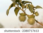 Small photo of Fruits of White Trumpet Flower or Thorn-apple (Datura inoxia) is a toxic plants to human and animals. It has putrid odor and spiny cover.