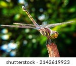 Dragonfly. beautiful dragonfly...