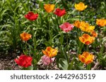 Vivid tulip array showcases...
