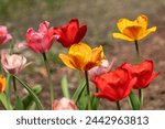 Vivid tulip array showcases...