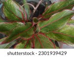 selective focus, an ornamental plant with the scientific name Aglaonema Siam Red, has exotic red and green spiky leaves. Chinese Evergreen functions as an air purifier.