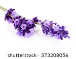 Closeup Of Lavender Flowers...