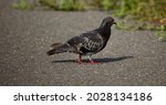 Small photo of A pigeon slowly plodding across the grey road, creating a shadow in the early morning sun.
