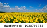 Field Of Blooming Sunflowers On ...