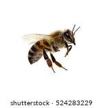 Bee Isolated On The White