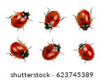 Collection of ladybugs isolated ...