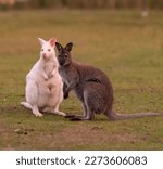 Bruny Island Tasmania as a mixture of Wallabies and Kangaroos including the Albino white Wallabies.