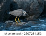 The white-faced heron (Egretta novaehollandiae)  is a medium-sized heron, pale, slightly bluish-grey, with yellow legs and white facial markings. 