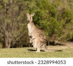 Eastern grey kangaroo with jory ...