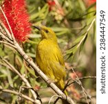 Small photo of The yellow honeyeater (Stomiopera flava ) is a species of bird in the family Meliphagidae, typify the tropics. In north-east Queensland , It is endemic to Australia.