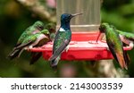 Small photo of Hummingbird garden in Ecuador with feeders full of hungry hummingbirds.
