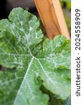 Small photo of Diseased squash leaf with powdered milder spots