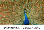 This Is The Picture Of Peacock...