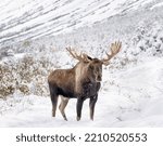 A photo of a moose in winter in the Chugach Mountains near Anchorage, Alaska