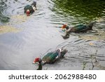 Three Muscovy Ducks Swimming In ...