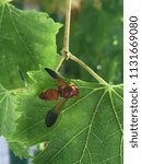 Small photo of Macro photo of a Neivamyrmex army ant on a leaf