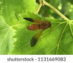 Small photo of Macro photo of a Neivamyrmex army ant on a leaf