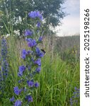 Small photo of Bee sitting on blueweed (Echium vulgare)