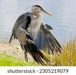 Great blue heron displaying his ...