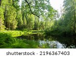 Dense Green Forest And Pond....