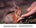Small photo of a squirrel on the ground. A small red squirrel is eating from the hand. A man feeds a squirrel with his hands. Animals in nature. Man and animals. Wildlife
