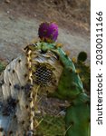 Wasps Create Nest In Opuntia...