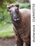 The straight gaze of an adult mishmi takin (Budorcas taxicolor taxicolor), a unique and endangered goat-antelope from  China and Northeast India, Asia. It is also called cattle camois or gnu goat.