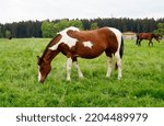 Small photo of a beautiful brown with white Skewbald stallion grazing in the Bavarian village Birkach on a gloomy day in May (Bavaria, Germany)