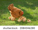Poultry In A Rural Yard. Hen...