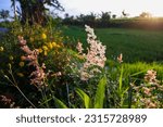 Small photo of Fresh Red plant Rumex acetosella, commonly known as sheep sorrel, red sorrel, sour weed and field sorrel, on a green meadow under the warm morning sun