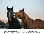 Small photo of Horse being obnoxious to another. Laughing farm animal. Funny face of equine showing teeth.
