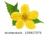 Single Kerria  Japonica Yellow...