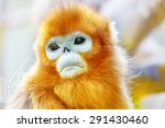 Cute Golden Snub Nosed Monkey...