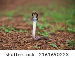 The indian cobra  also known as ...