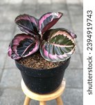 Small photo of Calathea Pink Jessy is a species of plant belonging to the genus Calathea in the family Marantaceae, native to eastern Brazil.