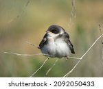 A Juvenile Tree Swallow Perches ...